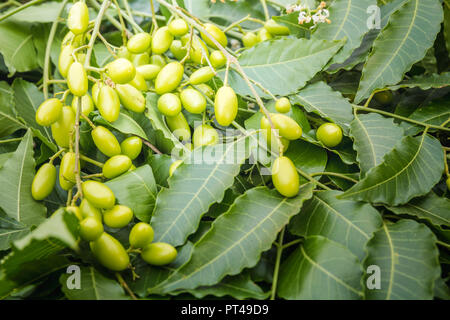 Medicinal neem leaves with fruits close up Stock Photo