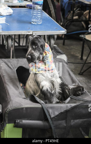 English Cocker Spaniel comes to take a look from his bench during the world dog show in Amsterdam in The Netheralnds Stock Photo