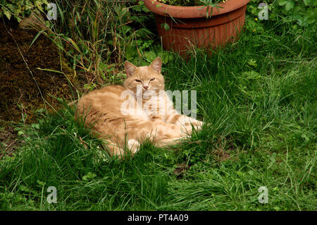 Ginger tomcat resting on lawn in Swiss cottage garden Stock Photo
