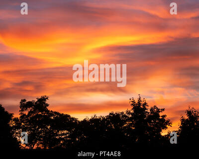 Image of silhouttes of trees during colorful sunset Stock Photo