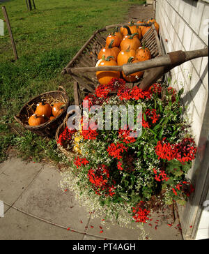 Bright display of pumpkins for sale on the trust system, between Mels and Flums, Switzerland Stock Photo