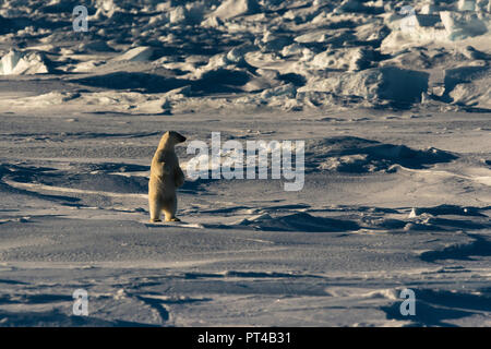Polar bear patrolling the ice floes at the northern end of Baffin Island. Stock Photo