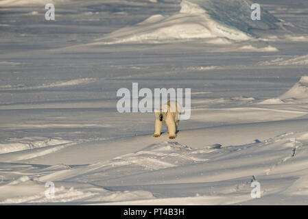 Polar bear patrolling the ice floes at the northern end of Baffin Island. Stock Photo