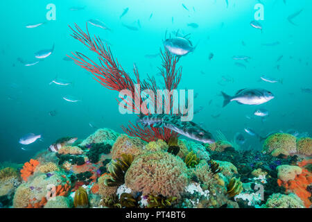 Striped pyjama cat shark swims over the coral reef. Stock Photo