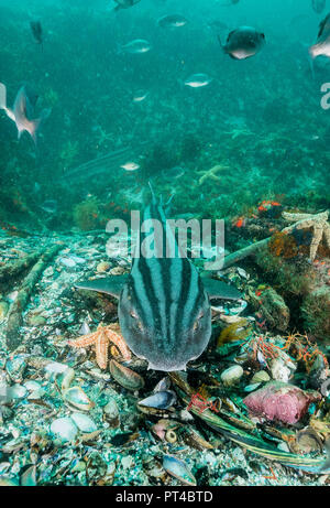 Striped pyjama cat shark swimming over the coral reef, False Bay, Cape Town. Stock Photo