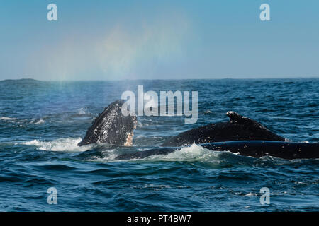Humpback whales feeding on krill near Langebaan, South Africa. Stock Photo