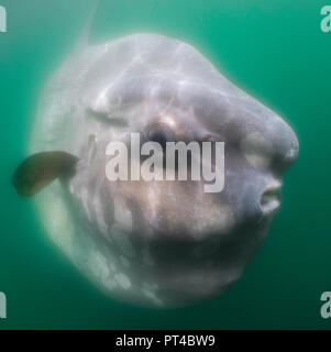Close up view of an oceanic sun fish, West coast of South Africa. Stock Photo