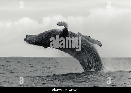 Breaching humpback whale, Langebaan, South Africa. Stock Photo
