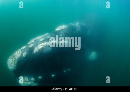 Southern right whales, Walker Bay, Hermanus. Stock Photo