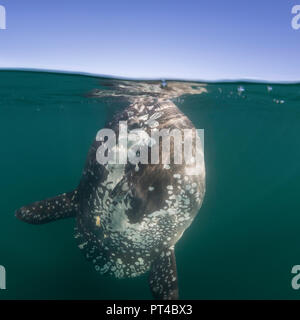Close up view of an oceanic sun fish, West coast of South Africa. Stock Photo