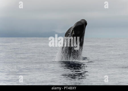Breaching sperm whale, Pico Island, Azores. Stock Photo