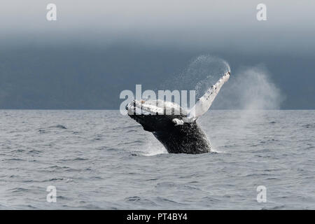 Breaching Humpback whale, Pico Island, Azores. Stock Photo