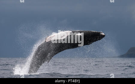 Breaching Humpback whale, Pico Island, Azores. Stock Photo