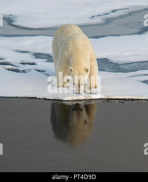 Polar bear on the ice floe, Arctic Ocean north of Svalbard. Stock Photo