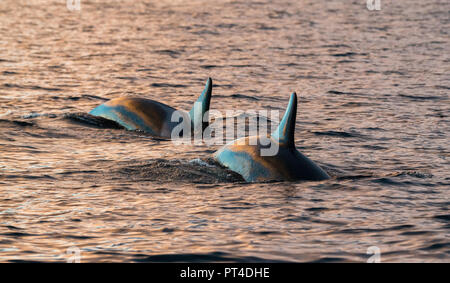 Killer whales feeding on herring, northern Norway. Stock Photo