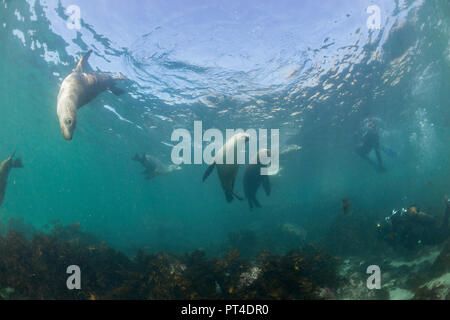Australian sea lions, Neptune Islands, South Australia. Stock Photo