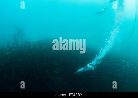 Cape gannets feeding on a sardine bait ball during the sardine run off the east coast of South Africa. Stock Photo