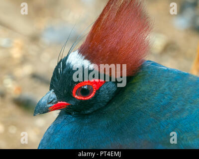 Crested wood partridge Rollulus rouloul. roul-roul, red-crowned wood partridge Stock Photo