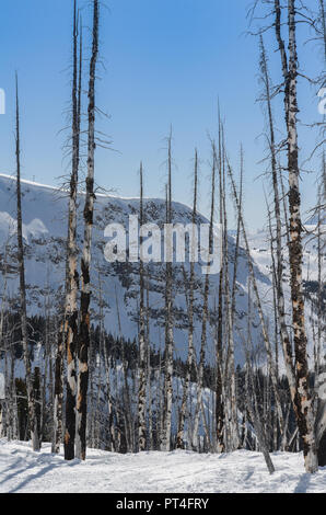 Burnt white poplar trees in the snow of a ski resort Stock Photo