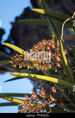 Cymbidium orchid, native Australian savanna region orchid growing in tree branches. Flowers Sept Oct. fragrant blossom.