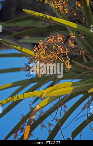 Cymbidium orchid, native Australian savanna region orchid growing in tree branches. Flowers Sept Oct. fragrant blossom.