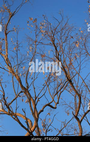 Tree branches against a blue sky