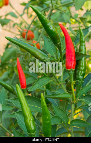 Thai bird pepper or guinea pepper one of the hottest chilli in Thailand Stock Photo