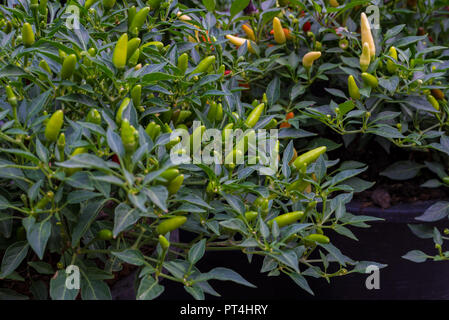 Thai bird pepper or guinea pepper one of the hottest chilli in Thailand Stock Photo