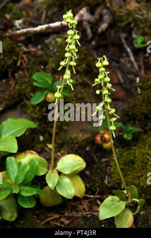 One-sided wintergreen flowering in woods on Flumserberg Stock Photo