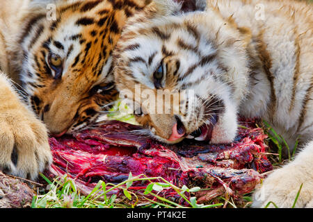 Two young siberian tigers (Panthera tigris altaica) eating fresh meat Stock Photo