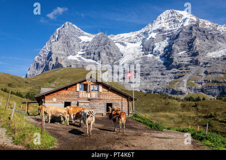 Traditional Swiss farm with cows, Jungfrau region, Canton of Bern, Switzerland Stock Photo