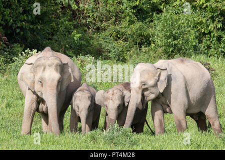 Asian elephants are the largest living land animals in Asia.Asian elephants are highly intelligent and self-aware. Stock Photo