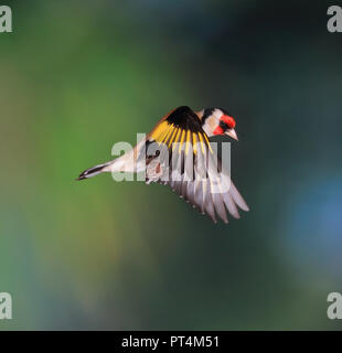 Goldfinch frozen in flight (revised image) Stock Photo