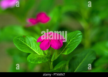 Rosy periwinkle flower with green leaf background Stock Photo