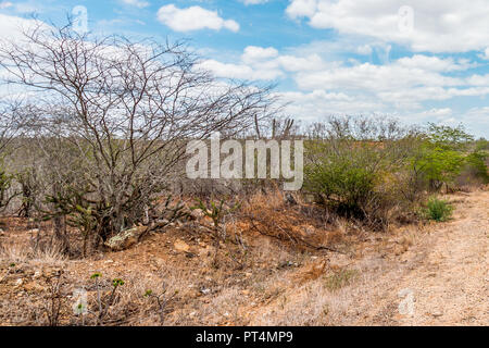 Cabaceiras, Paraíba, Brazil - February, 2018: Dry land with Mandacaru Cactus in a Caatinga Biome at Northeast of Brazil Stock Photo