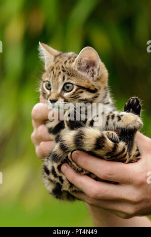 Black-footed Cat (Felis nigripes), kitten sitting Stock Photo - Alamy