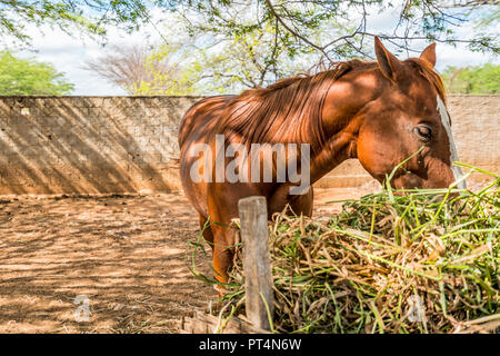 Brown horse eating hay (straw, grass) in an outdoor background Stock Photo