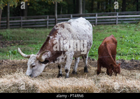 Texas longhorn cow with huge horns and new calf Stock Photo