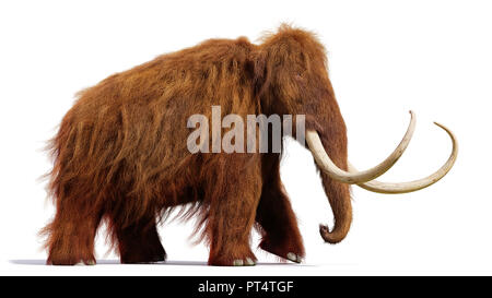 woolly mammoth, running prehistoric mammal isolated with shadow on white background (3d illustration) Stock Photo