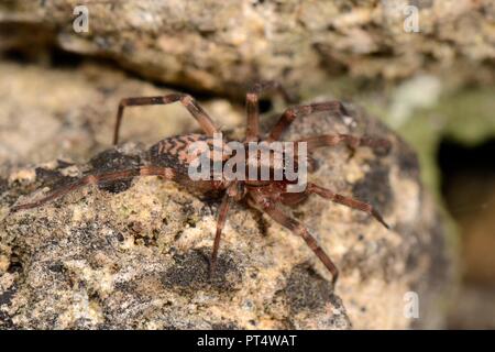 Running foliage spider (Liocranum rupicola), a nationally scarce species in the UK, hunting at night in an old stone wall, Box, Wiltshire, UK, October Stock Photo