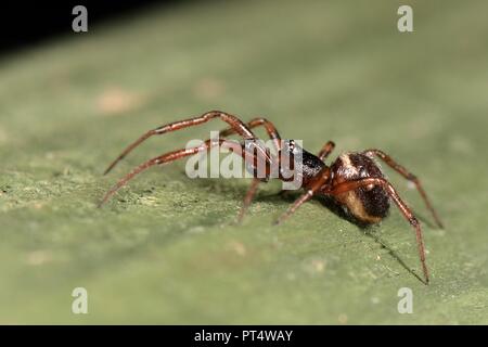 Common false widow / Rabbit hutch spider (Steatoda bipunctata) male, on a garden fence, Wiltshire, UK, October. Stock Photo