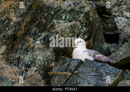 Northern Fulmar - Fulmarus glacialis, beautiful gray and white sea bird from Northern European sea cost. Stock Photo