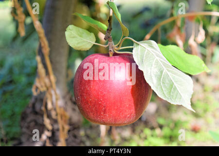 Apple plantation in autumn - Braeburn and Idared apples Stock Photo