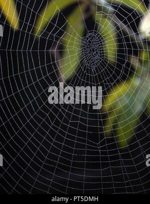 Dew on Spiders Web with leaves on black background Stock Photo