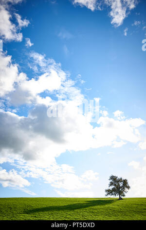 A tree is silhouetted against a blue sky with white clouds on a green grassy hillside Stock Photo