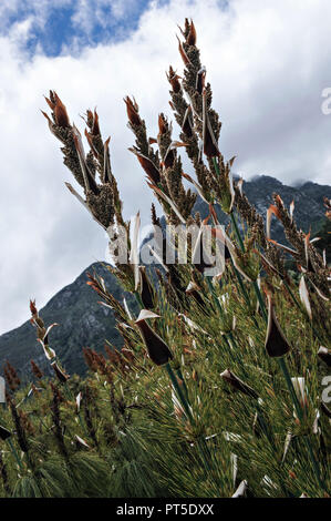 Tropical plants at the Kirstenbosch National Botanical Gardens in Cape Town, South Africa Stock Photo