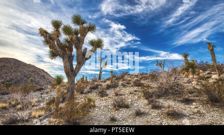 Joshua Tree National Park in the winter with flowing clouds at sunset/golden hour. Stock Photo