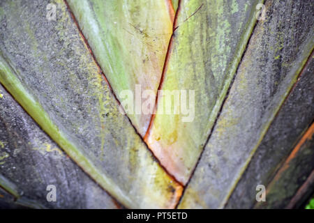 Palm Stock Photo