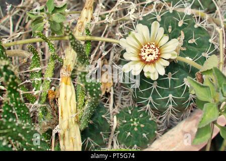 Gymnocalycium pugionacanthum flowered Stock Photo