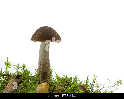 Mushroom Leccinum scabrum, birch boletus with moss isolated on white background, copy space Stock Photo